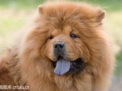 纯种松狮犬价格？(纯种松狮犬多少钱一只？)