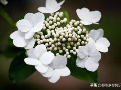 昙花一现的意思(昙花一现”是指的什么？)