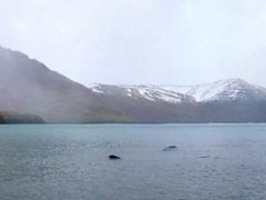 新疆喀纳斯湖水怪(喀纳斯湖水怪终于被证实)