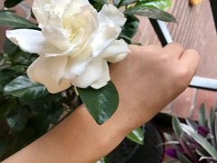 栀子花叶子发黄是什么原因(栀子花黄叶的5种原因)